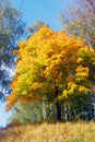 Nature of Ples town, Russia, and the Volga river. Autumn nature.