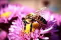 Nectar garden closeup flower bee pollen blossom orange insect honey nature beauty pollination Royalty Free Stock Photo