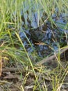 Nature pond frog water grass animal outside Royalty Free Stock Photo