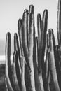 Nature poster. cactus. black and white