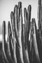Nature poster. cactus. black and white