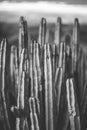 Nature poster. cactus. black and white