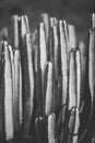 Nature poster. cactus. black and white