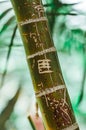 Nature poster. Green palm branch. Closeup. Tropical vibes