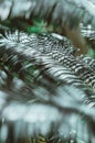 Nature poster. Green palm branch. Closeup. Tropical vibes