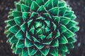 Nature poster. succulent close-up