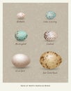Nature poster of illustrated variety of bird`s eggs.