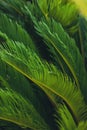 nature poster. leaves of palm tree
