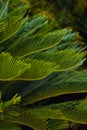 nature poster. leaves of palm tree