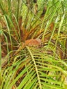 the nature present in the beauty of this plant of the phoenix species where this lovely bird made its nest in sao paulo, brazil