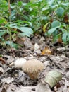 Nature preserve with fungus spores leopard