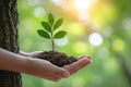 Nature protection Hand safeguards a tree, sunlight bathes green background Royalty Free Stock Photo