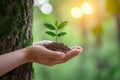 Nature protection Hand safeguards a tree, sunlight bathes green background Royalty Free Stock Photo
