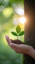 Nature protection Hand safeguards a tree, sunlight bathes green background Royalty Free Stock Photo