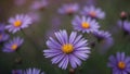 nature purple flowers mexican aster flower background background blur. wallpaper flower, copy space for text