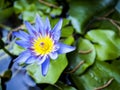 Nature purple lotus flower yellow center over green leaf lotus backgroun Royalty Free Stock Photo