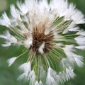 Nature after rain . Dandelion.