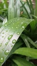 Nature - rain soaking the leaves Royalty Free Stock Photo