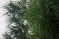 Nature raindrop on green pine leaves