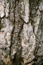 Nature. Real Tree Closeup. Bark Species