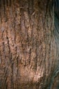Nature. Real Tree Closeup. Bark Species