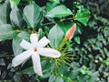 Nature real wild Pichcha Flowers of Village in srilankan Royalty Free Stock Photo