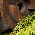 Nature reclaiming rusting and abandoned mining machinery at Mumm`s Mill, west coast, south island, Aotearoa / New Zealand Royalty Free Stock Photo