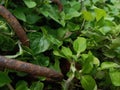 Nature reclaims its territory, from corroded concrete.