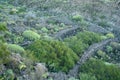 Wild vegetation on a terraced ground on a volcanic slope on the island of Tenerife, Canary Islands, Spain.