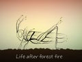 Nature recovery after the fire, tree looks like grasshopper, life after the forest fire concept,