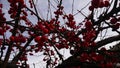 Nature. Red Berries Tree. Winter Bloom