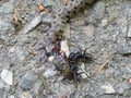 Nature - red in tooth and claw. Ants feast on dead snake.