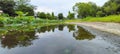 Nature reflects its green beauty in the Japanese lake.