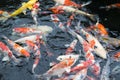 Nature or relaxation abstract background with big colorful Japanese koi carp fish Royalty Free Stock Photo