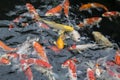 Nature or relaxation abstract background with big colorful Japanese koi carp fish Royalty Free Stock Photo