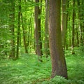 Nature - relaxation and meditation for mental health. Green spring forest. Natural colorful background in deciduous forest with Royalty Free Stock Photo