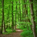 Nature - relaxation and meditation for mental health. Green spring forest. Natural colorful background in deciduous forest with Royalty Free Stock Photo