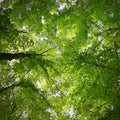 Nature - relaxation and meditation for mental health. Green spring forest. Natural colorful background in deciduous forest with Royalty Free Stock Photo