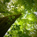 Nature - relaxation and meditation for mental health. Green spring forest. Natural colorful background in deciduous forest with Royalty Free Stock Photo