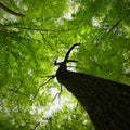 Nature - relaxation and meditation for mental health. Green spring forest. Natural colorful background in deciduous forest with Royalty Free Stock Photo