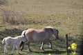 Nature reservate Hellegatsplaten on the island Goeree-Overflakkee