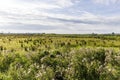 Nature reserve Binnenveld Bennekom