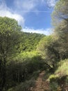 Forest path malaga spain, andalucia, hiking