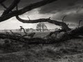 Nature reserve with heather and bare trees in monochome