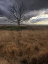 Nature reserve with heather and bare trees Royalty Free Stock Photo