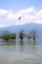 Nature Reserve Kerkini lake,Greece