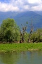 Nature Reserve Kerkini lake,Greece