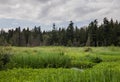 A nature reserve - the lake has turned into a swamp. Reed thickets. Biodiversity in the mountains. Nature landscape. Royalty Free Stock Photo