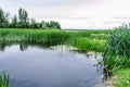 Nature Reserve Landscape. Bulrush reflecting in a River. Royalty Free Stock Photo