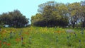 Landscape view of spring in the Golan Heights Israel